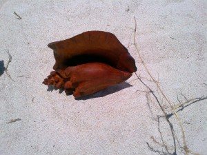 Conch Shell made from Mahogany Wood